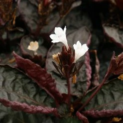 Shrubs Hemigraphis Exotica