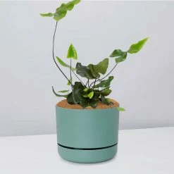 Pot + Plant Gift Box Heart Fern - Pot + Plant + Soil Air Purifying