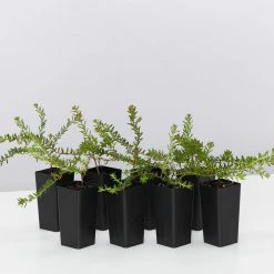 Shrubs Hibbertia Vestita Little Rocker