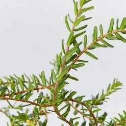 Shrubs Hibbertia Vestita Little Rocker