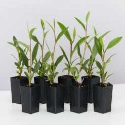 Shrubs Hibbertia Scandens Full Sun