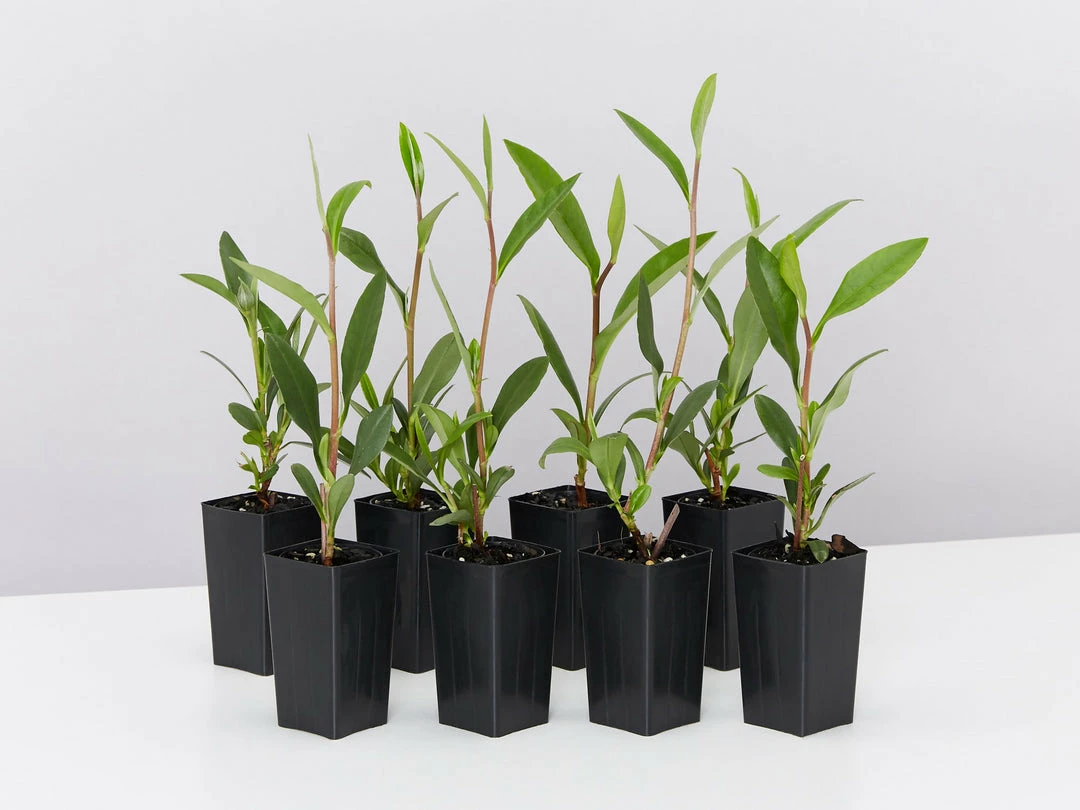 Shrubs Hibbertia Scandens Full Sun 3 Shrubs Hibbertia Scandens Full Sun