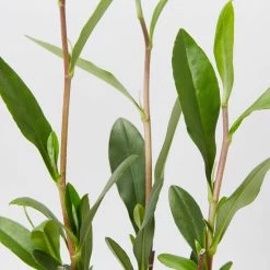 Shrubs Hibbertia Scandens Full Sun 11 Shrubs Hibbertia Scandens Full Sun