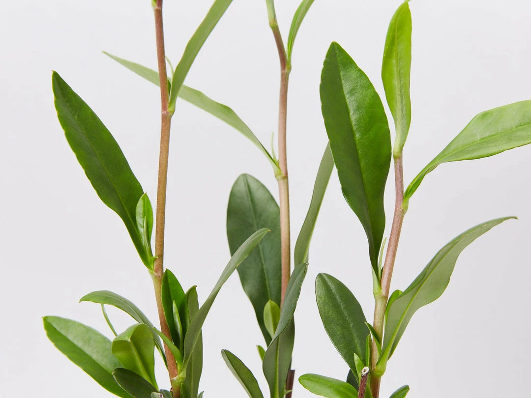 Shrubs Hibbertia Scandens Full Sun 6 Shrubs Hibbertia Scandens Full Sun