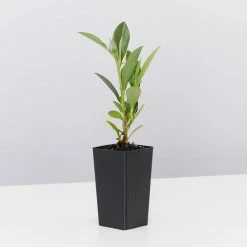 Shrubs Hibbertia Scandens Full Sun 12 Shrubs Hibbertia Scandens Full Sun