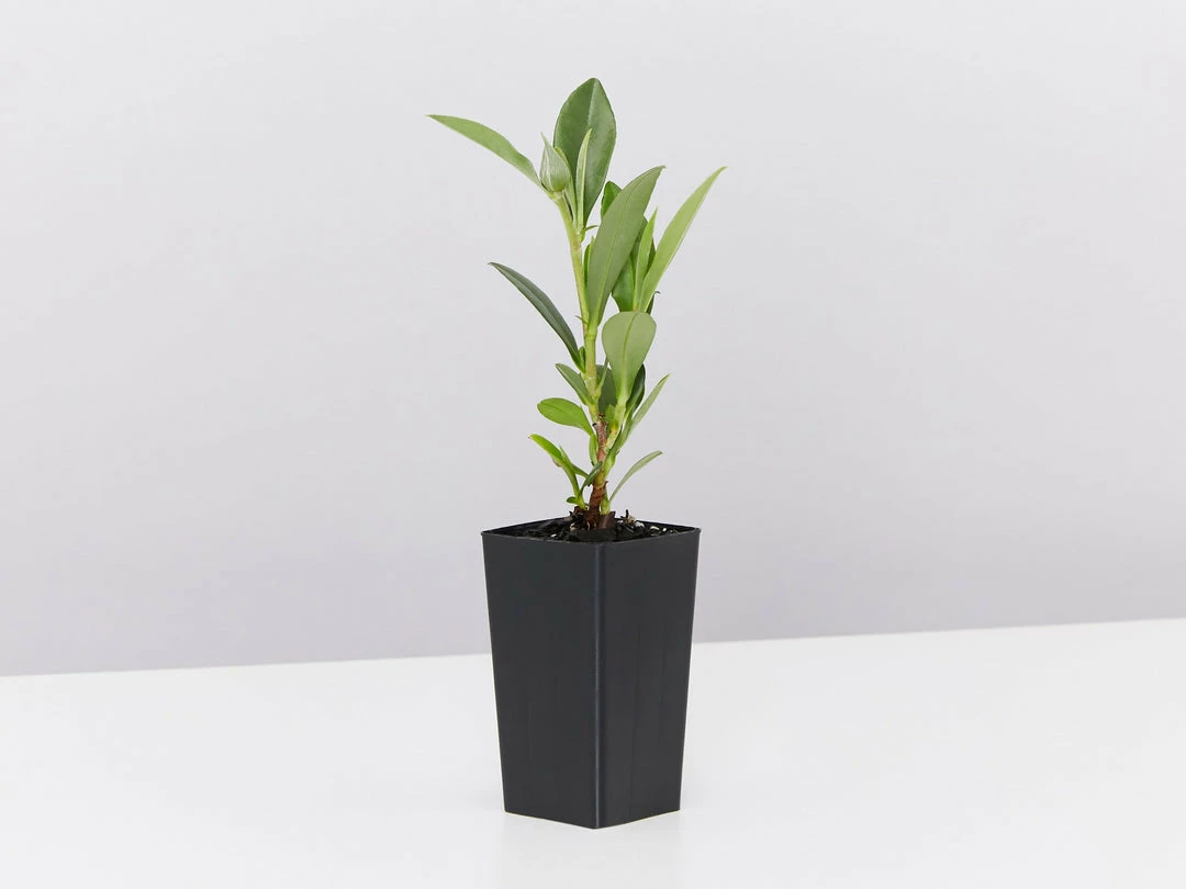 Shrubs Hibbertia Scandens Full Sun 7 Shrubs Hibbertia Scandens Full Sun