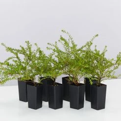 Shrubs Full Sun Hibbertia Serpyllifolia