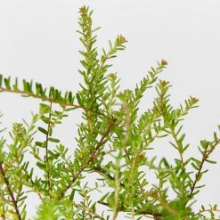 Shrubs Full Sun Hibbertia Serpyllifolia