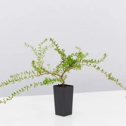 Shrubs Full Sun Hibbertia Serpyllifolia