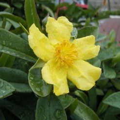 Shrubs Hibbertia Scandens Full Sun