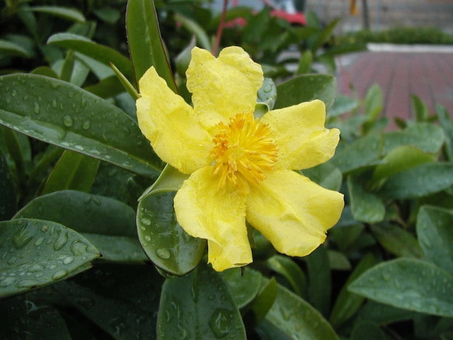 Shrubs Hibbertia Scandens Full Sun 4 Shrubs Hibbertia Scandens Full Sun