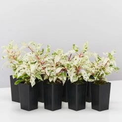 Shrubs Hibiscus Cooperi Rosa-Sinensis