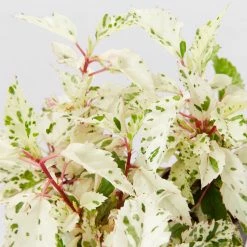 Shrubs Hibiscus Cooperi Rosa-Sinensis