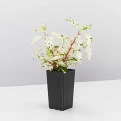 Shrubs Hibiscus Cooperi Rosa-Sinensis