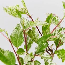 Shrubs Hibiscus Cooperi Rosa-Sinensis