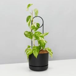 Plants In A Box Plant Stakes & Stands Halo Plant Stake 12 Plants In A Box Plant Stakes & Stands Halo Plant Stake