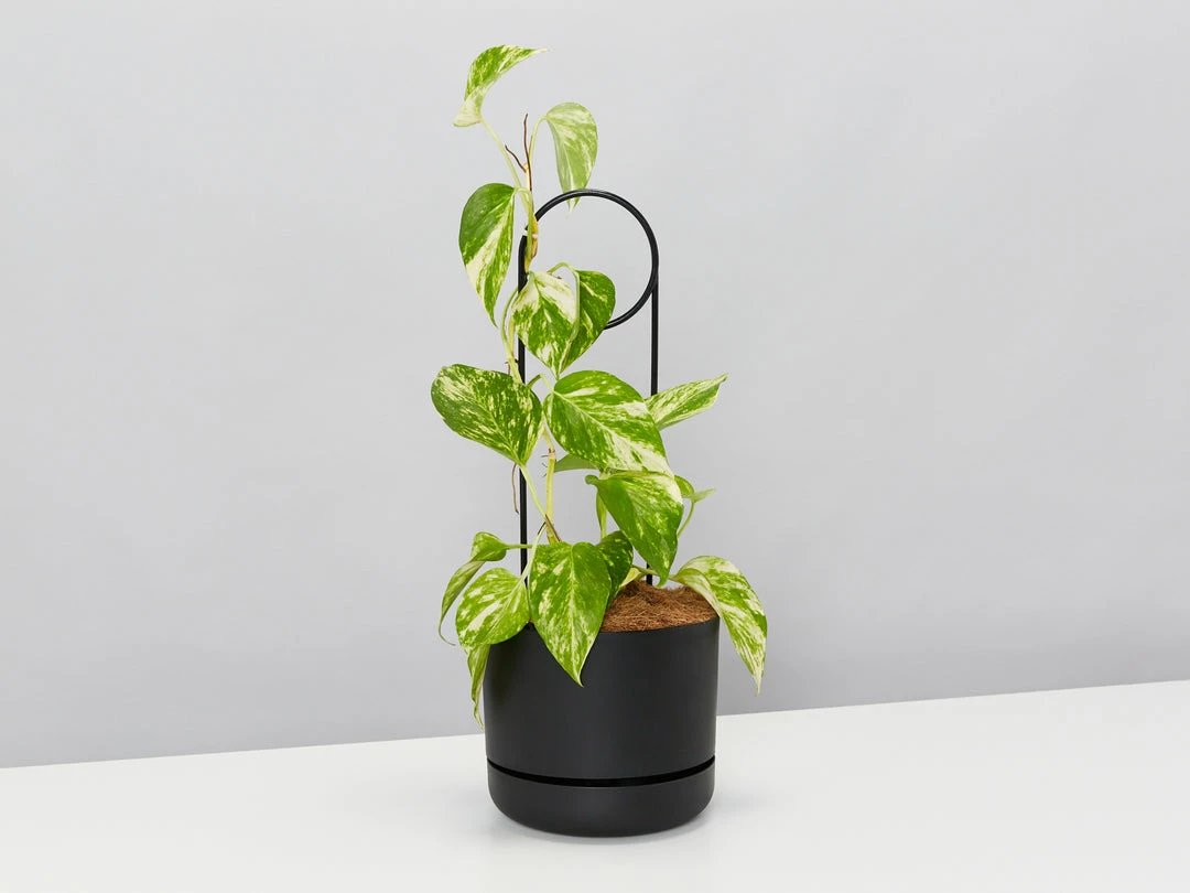 Plants In A Box Plant Stakes & Stands Halo Plant Stake 7 Plants In A Box Plant Stakes & Stands Halo Plant Stake