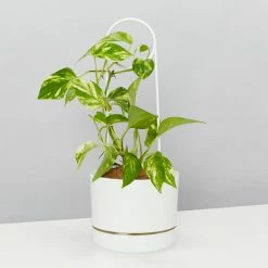 Plants In A Box Plant Stakes & Stands Halo Plant Stake 13 Plants In A Box Plant Stakes & Stands Halo Plant Stake