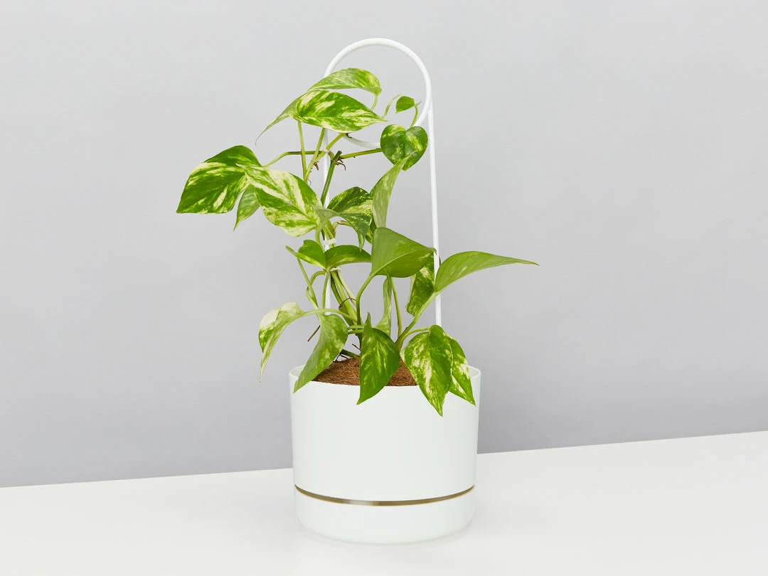 Plants In A Box Plant Stakes & Stands Halo Plant Stake 8 Plants In A Box Plant Stakes & Stands Halo Plant Stake