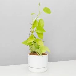 Pot + Plant Gift Box The Housewarming Gift Box