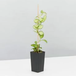 Indoor Garden Special Hoya Assorted Plant Pack