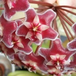 Plants In A Box Hoya Pubicalyx Red Buttons Climbing Plants