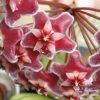 Plants In A Box Hoya Pubicalyx Climbing Plants