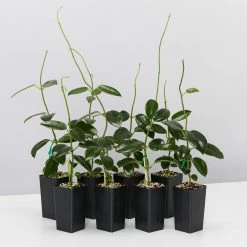 Indoor Garden Hoya Coronaria Red Wax Flower