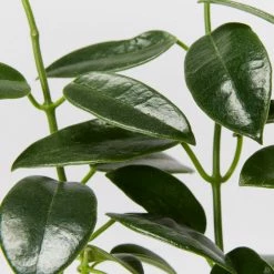 Indoor Garden Hoya Coronaria Red Wax Flower