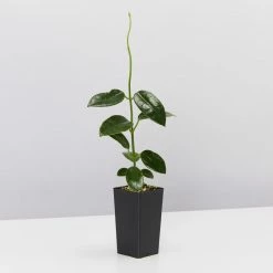 Indoor Garden Special Hoya Assorted Plant Pack