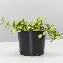 Indoor Garden Hoya Heuschkeliana Variegata Pet-friendly Indoor Plants