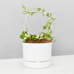 Pot + Plant Gift Box Hoya Gift Box - Includes Pot + Plant Stake + Soil Pet-friendly Indoor Plants