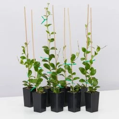 Indoor Garden Hoya Heuschkeliana Pet-friendly Indoor Plants