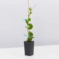 Indoor Garden Hoya Heuschkeliana Pet-friendly Indoor Plants