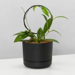 Pot + Plant Gift Box Hoya Gift Box - Includes Pot + Plant Stake + Soil Pet-friendly Indoor Plants