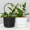 Pot + Plant Gift Box Hoya Gift Box - Includes Pot + Plant Stake + Soil Pet-friendly Indoor Plants