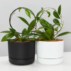 Pot + Plant Gift Box Hoya Gift Box - Includes Pot + Plant Stake + Soil Pet-friendly Indoor Plants