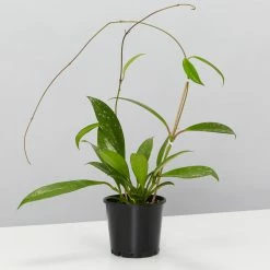 Pot + Plant Gift Box Hoya Pubicalyx - Pot + Plant + Soil