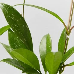 Pot + Plant Gift Box Hoya Pubicalyx - Pot + Plant + Soil