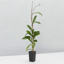 Indoor Garden Special Hoya Assorted Plant Pack