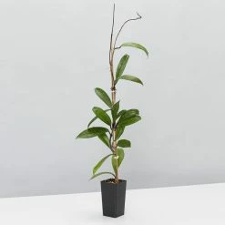 Plants In A Box Hoya Pubicalyx Climbing Plants