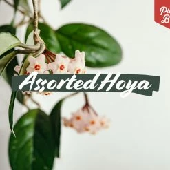 Indoor Garden Climbing Plants Assorted Hoya Plant Box