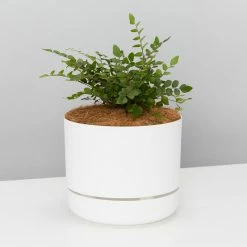 Pot + Plant Gift Box The Fern Gift Box - Pot + Plant + Soil Easy Care Plants