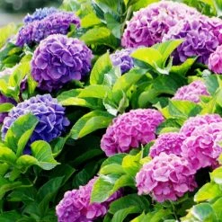 Shrubs Hydrangea Alpen Gluth