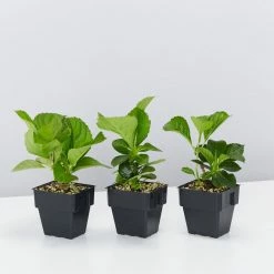 Shrubs Hydrangea Mixed - 85mm