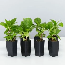 Shrubs Hydrangea Mixed