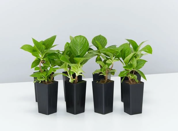 Shrubs Hydrangea Macrophylla 3 Shrubs Hydrangea Macrophylla