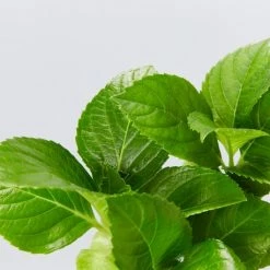 Shrubs Hydrangea Macrophylla 9 Shrubs Hydrangea Macrophylla