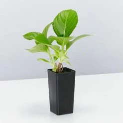 Shrubs Hydrangea Macrophylla 10 Shrubs Hydrangea Macrophylla