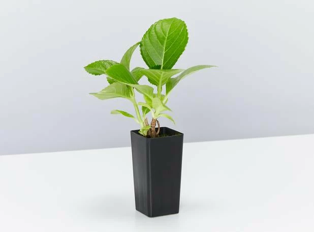 Shrubs Hydrangea Macrophylla 6 Shrubs Hydrangea Macrophylla